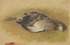 Friedrich Carl Von Prints: Sketch of a dead partridge, 1840-1850. Creator: Friedrich Carl von Scheidlin