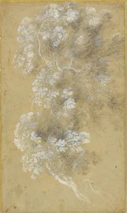 Beige Background Prints: Sketch of Foliage and Branches, c. 1645-50. Creator: Angeluccio