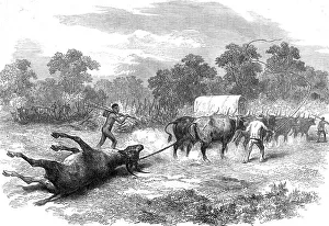 Whipping Prints: Sketches in Africa: bringing home the eland, 1872. Creator: Unknown