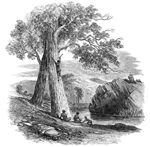 Outback Prints: Sketches in Australia - Mode of Climbing a Tree, 1857. Creator: Unknown