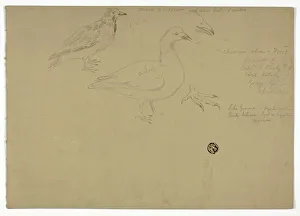 Sketches of Birds, c. 1888. Creator: Henry Stacy Marks