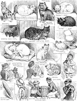 Pets Prints: Sketches of the Cat Show at the Crystal Palace, 1883. Creator: Unknown