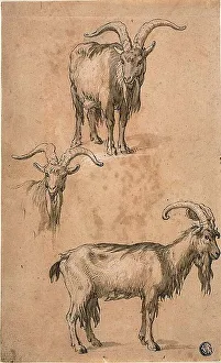 Horned Prints: Three Sketches of a Goat (recto) Drapery of Standing Female Figure (verso)