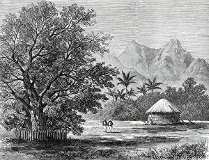 Cook Captain James Prints: Sketches from H.M.S. Challenger, by Mr. J. J. Wild: Tamarind Tree...1876. Creator: Unknown