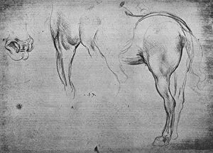 Hind Leg Gallery: Three Sketches of a Horses Hind-Quarters and one of its Nostrils, c1480 (1945)