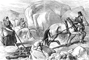 Farmers Prints: Sketches in Ireland: harrowing under difficulties
