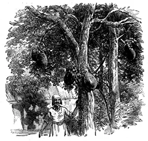 Sketches from Madagascar - Bread-fruit - the Artocarpus integrifolia, or Jack-tree, 1858. Creator: Unknown
