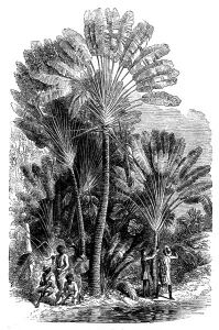 Madagascar Prints: Sketches from Madagascar - the Traveller's-tree (Urania speciosa)