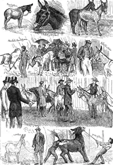 Winners Prints: Sketches at the Mule and Donkey Show at the Crystal Palace, 1874. Creator: Unknown