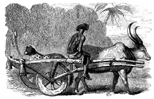 Horns Prints: Sketches of Native Life in India - Hunting Leopard, Bengal, 1858. Creator: Unknown