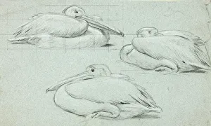 Marks Henry Stacey Prints: Three Sketches of Pelicans, n. d. Creator: Henry Stacy Marks