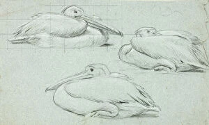Portraitprints And Drawings Collection: Three Sketches of Pelicans, n.d. Creator: Henry Stacy Marks