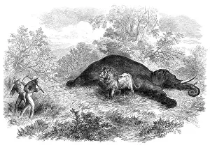 Miners Prints: Sketches of South African travel: the lion and dead elephant, 1874. Creator: Unknown