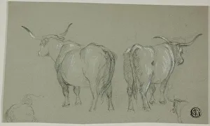 Sketches of White Cattle from the Maremma, n.d. Creator: Unknown