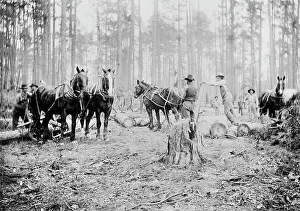 Reproduction Prints: Skidding pine logs, Keystone Lumber Company, 1901 or 1902. Creator: Unknown