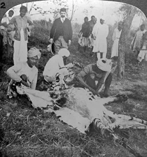 Skinning Gallery: Skinning a dead tiger, shoot of the Maharajah of Cooch Behar, India, c1900s()