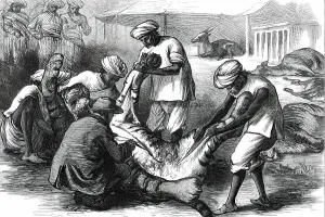 Simpson W Prints: Skinning a Tiger, from a sketch by one of our special artists in India