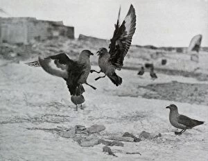Captain Scott Collection: Skua Gulls Fighting Over Some Blubber, 1911, (1913). Artist: G Murray Levick