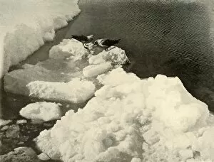 Skua Gulls at the Ice-Edge, c1908, (1909)