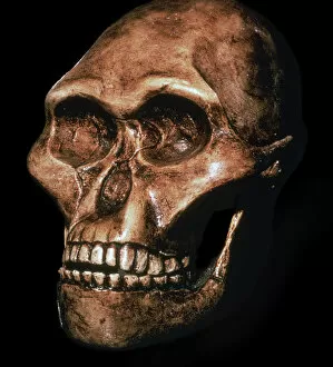 Skull of Australopithecus Africanus
