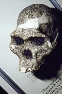 Skull of Australopithecus Africanus from Sterkfontein, South Africa, 3 to 2 million years BC
