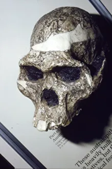 Skull of Australopithecus Africanus from Sterkfontein, South Africa Skull of Australopithecus Africanus from Sterkfontein, South Africa