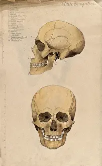 Index Prints: Skull: two figures, showing side and front views, 1880. Creator: Adele Mongredien