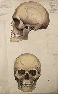 1880 Prints: Skull: two figures, showing side and front views, 1880. Creator: Jeannette Mongredien