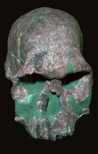 Skull of Homo Habilis