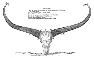 Horns Prints: Skull and Horns of a Wild Buffalo, shot in Central Assam, 1854. Creator: Unknown
