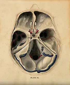 Cross Section Prints: Skull: lateral section, with blood-vessels indicated in red and blue