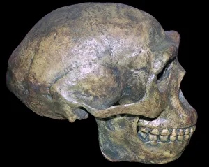 Origins Prints: Skull of Peking man (reconstruction)