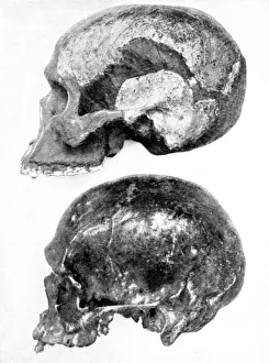 Skull of Piltdown Man (Eanothropus daswoni), 1912