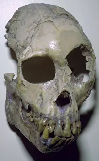 Skull of Proconsul Africanus