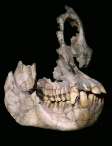Part of the skull of Sivapithecus Sivalensis