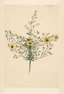Sky rose, 1668-1729. Creator: Vincent Laurentz van der Vinne I
