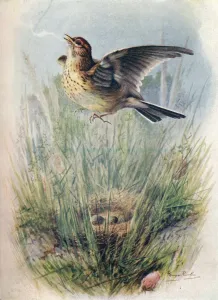 Lively Prints: Skylark - Alau da arven sis, c1910, (1910). Artist: George James Rankin