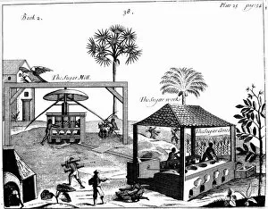Plantation Worker Gallery: Slave labour on a sugar plantation in the West Indies, 1725