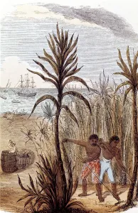 Raking Prints: Slaves cultivating sugar cane in the West Indies, 1852