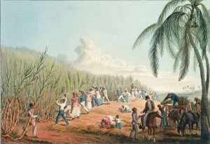 Sugarcane Prints: Slaves cutting sugar cane, Antigua, 1823. Creator: William Clark