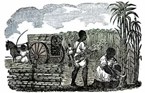 Sugar Cane Collection: Slaves harvesting sugar cane in Louisiana, 1833