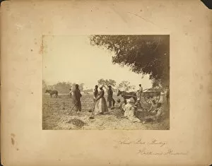 Discrimination Collection: Slaves working in the sweet potato fields on the Hopkinson plantation, 1862