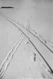 Captain Scott Collection: Sledge Track Crossing An Adelie Penguins Track, 8 December 1911, (1913)