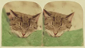 William H Prints: Sleeping cat, 1870s. Creator: William H. Mason
