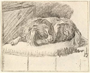 Dogs Collection: Sleeping Dog, 1777. Creator: Cornelis Ploos van Amstel