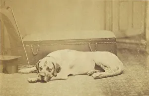 Chaise Longue Prints: Sleeping Dog, late 19th century. Creator: Unknown