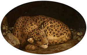 Sleeping Leopard, 1777. Creator: George Stubbs Sleeping Leopard, 1777. Creator: George Stubbs