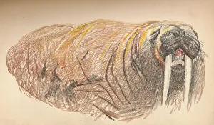 Ignoring Gallery: Sleepy and Cross, 12th September 1893. Pastel Sketch, 1893, (1897). Artist: Fridtjof Nansen