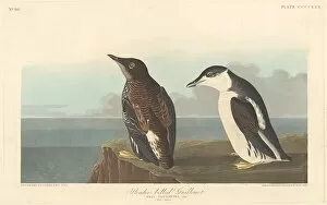 Ornithology Collection: Slender-billed Guillemot, 1838. Creator: Robert Havell