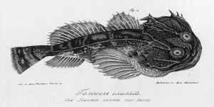 Slimy Golovach, 1813. Creator: Pavel Ivanovich Maslovskii. Slimy Golovach, 1813. Creator: Pavel Ivanovich Maslovskii
